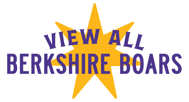 View All Berkshire Boars